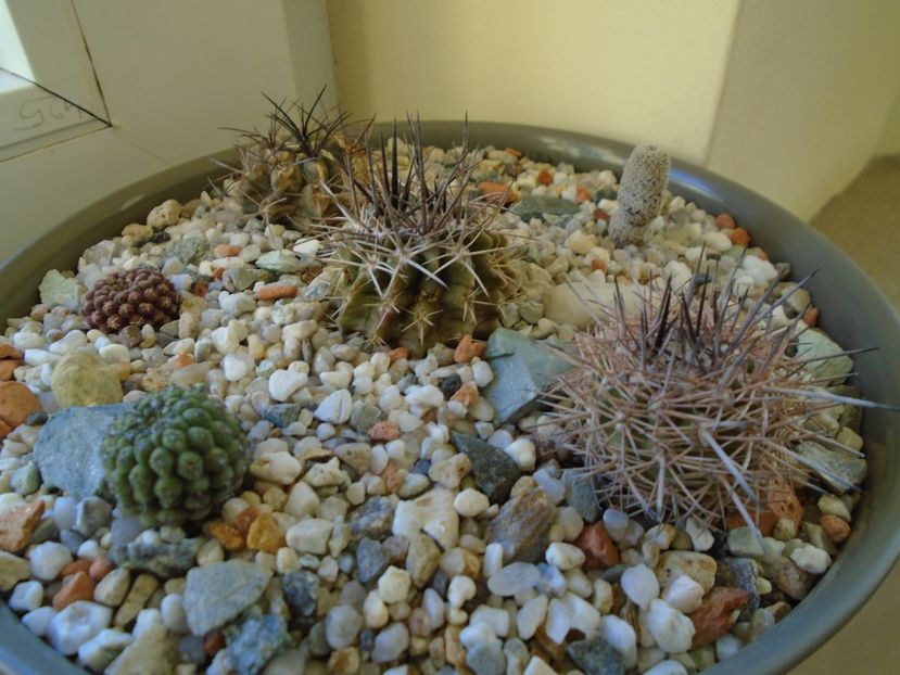 Perioada de repaus - Cactusi 2018 final de an