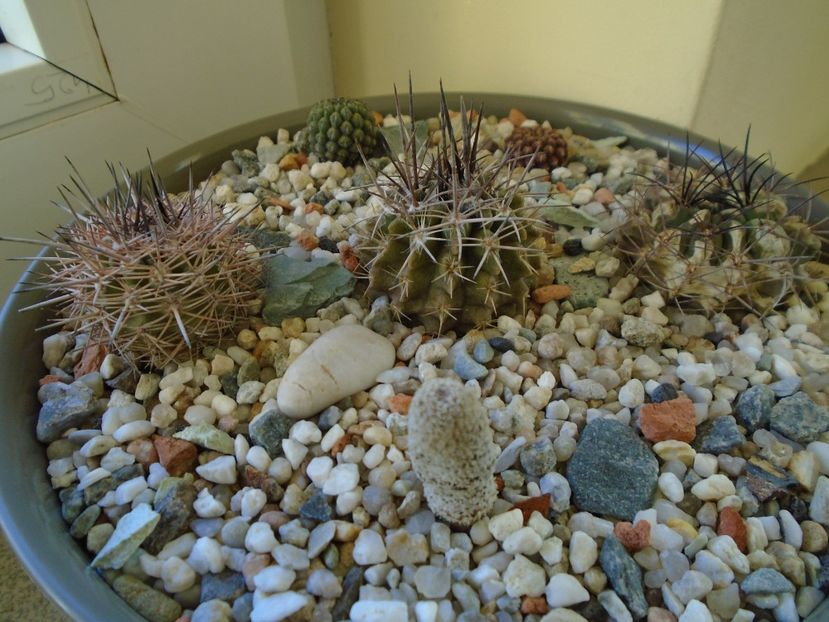 Perioada de repaus - Cactusi 2018 final de an