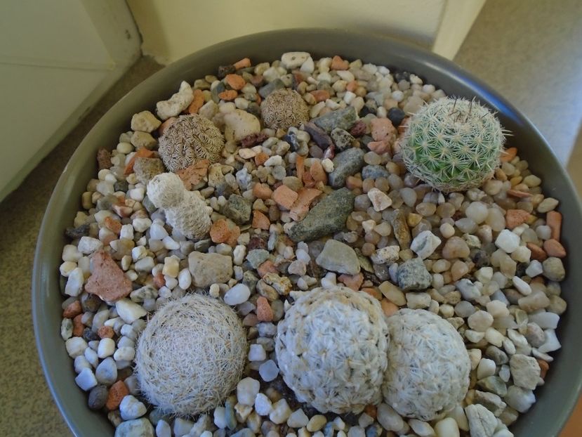 Perioada de repaus - Cactusi 2018 final de an