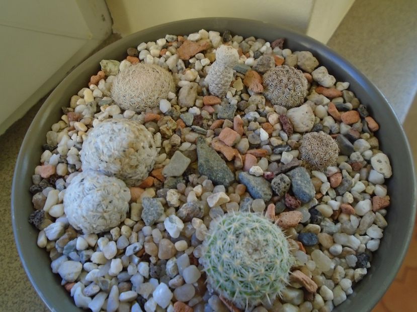 Perioada de repaus - Cactusi 2018 final de an