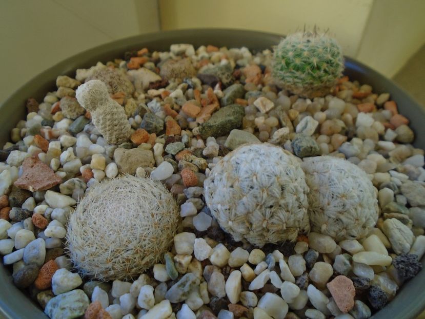 Perioada de repaus - Cactusi 2018 final de an