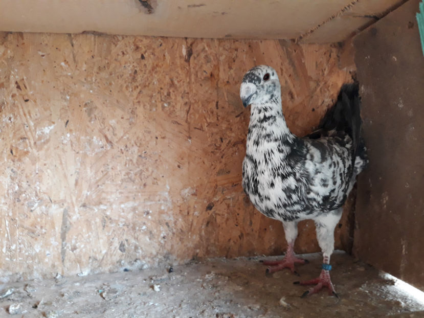  - GERMANI BOBATI SI LA GRAMADA