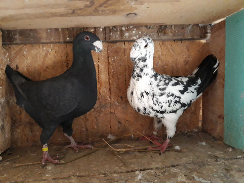  - GERMANI BOBATI SI LA GRAMADA