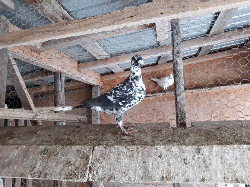  - GERMANI BOBATI SI LA GRAMADA