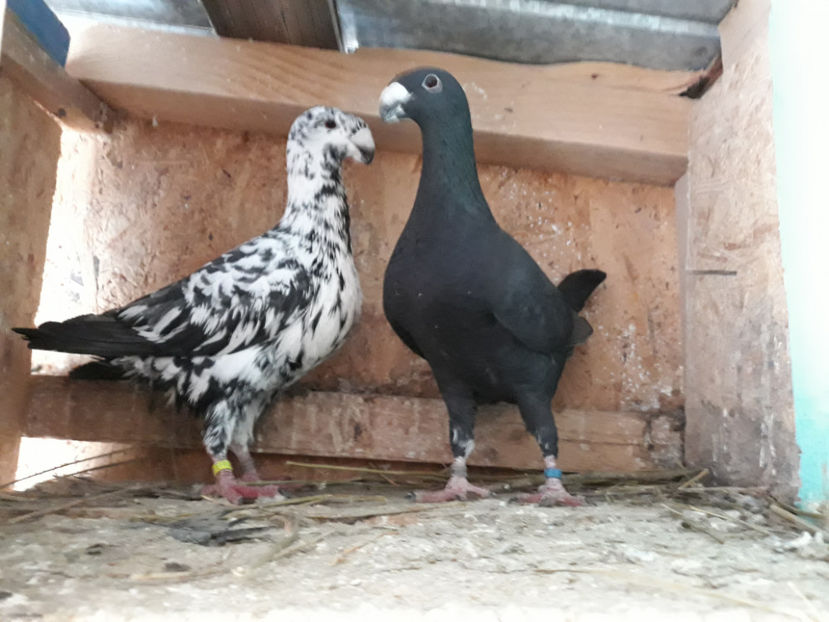  - GERMANI BOBATI SI LA GRAMADA