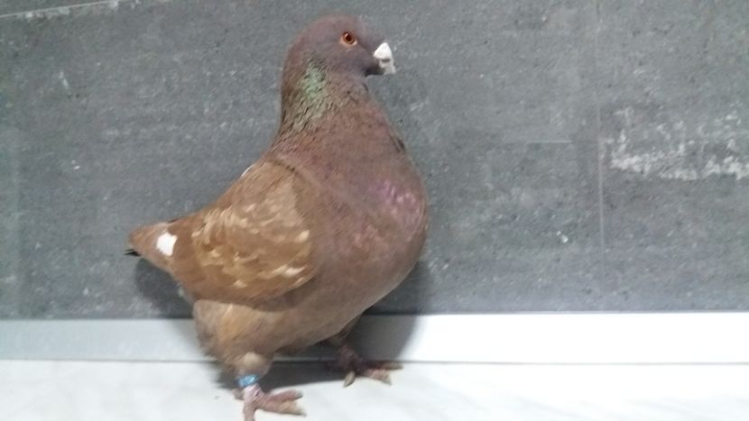 1-0 2018 - matca 2019