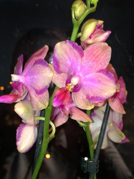 7C9648BF-99FC-4EC5-91D1-AB34FAA379AD - Orhidee 2019