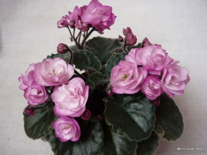 NESS SATIN ROSE - A aaa VIOLETE