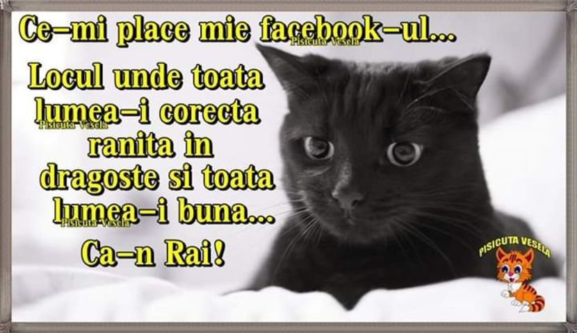  - Poze 5