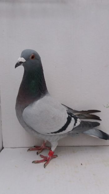 F 2017 vanduta - De! voiajori vanduti