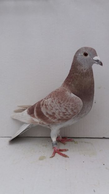 F 2015 vanduta - De! voiajori vanduti