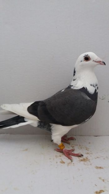 F 2016 dv vanduta 350buc - De! voiajori vanduti