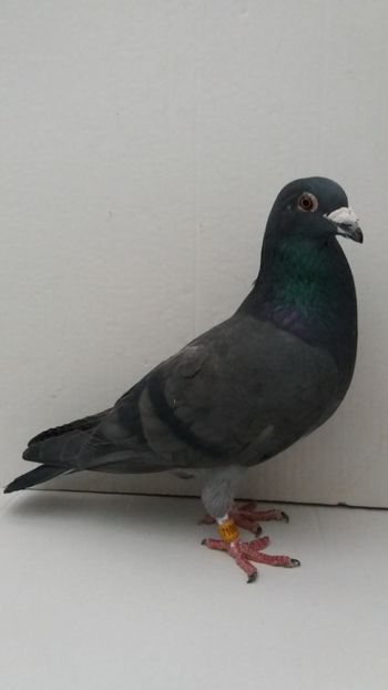 M 2016 vandut - De! voiajori vanduti