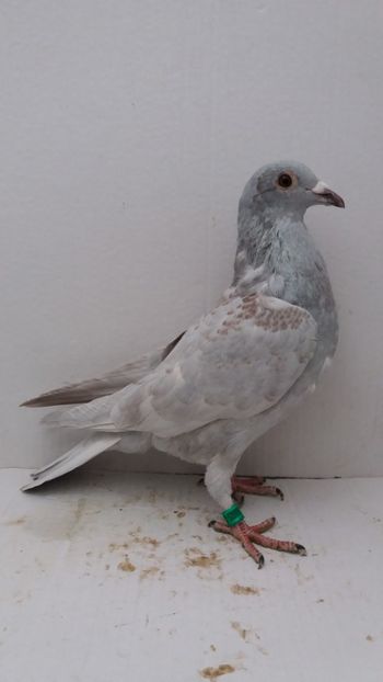 M 2018 vandut - De! voiajori vanduti