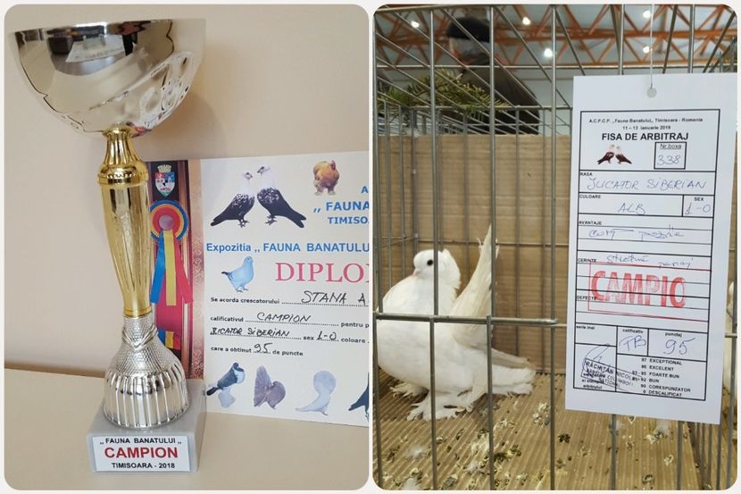  - Campion expozitie Fauna Banatului Timisoara 2018