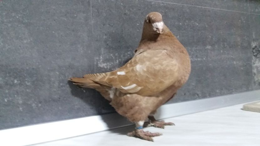 0-1 2018 - matca 2019