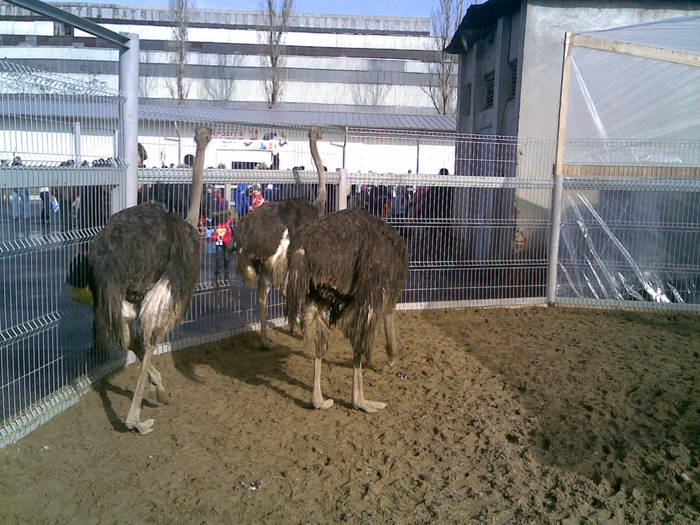 20022010(054) - expo galati 20-02-2010