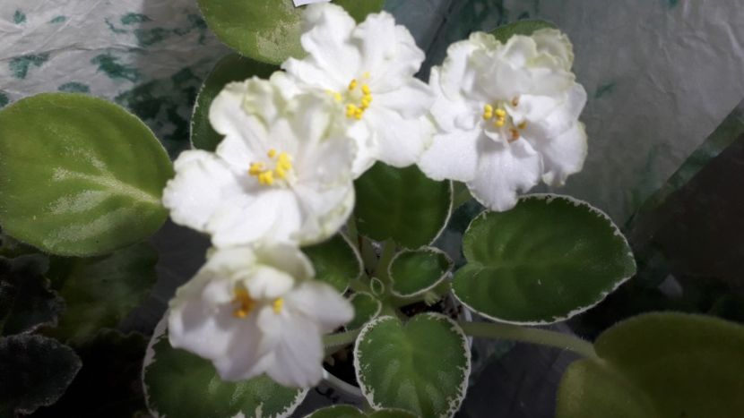  - ZZ Le Berillovyy Iney