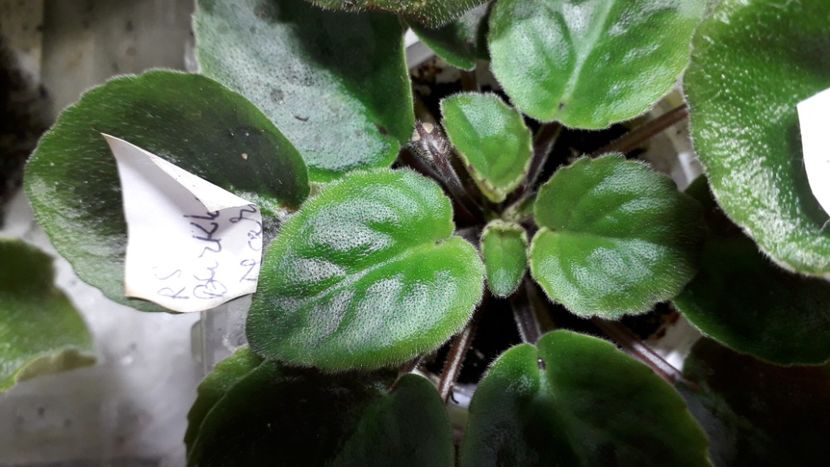  - RS Barkhatnyi Nariad