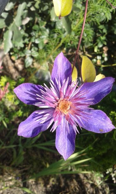  - dragostea  de natura