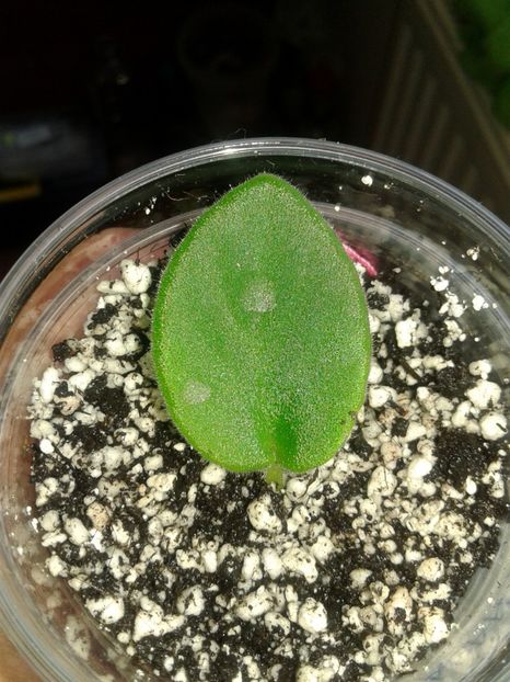 06.09.2018 - Alan s White Feather