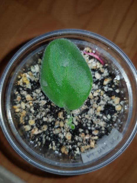 20.10.2018 - Alan s White Feather