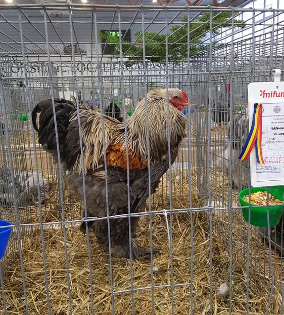  - u -EXPO TARA FAGARASULUI-EXPOZITIA NATIONALA CLUB BRAHMA-COCHIN FĂGĂRAȘ