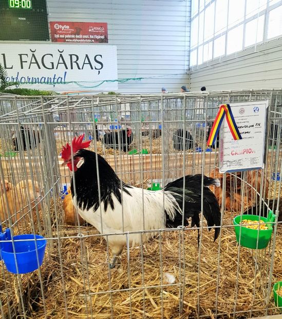  - u -EXPO TARA FAGARASULUI-EXPOZITIA NATIONALA CLUB BRAHMA-COCHIN FĂGĂRAȘ