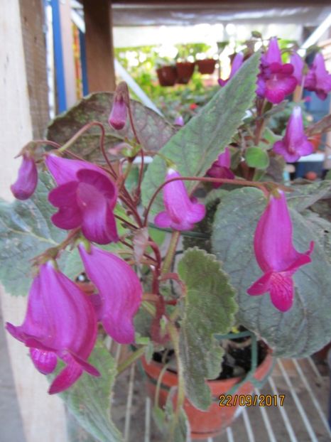  - ACHIMENES 2020 - VANZARI HIBRIZI