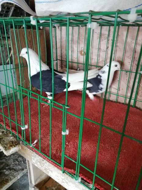  - Jucători capaciti