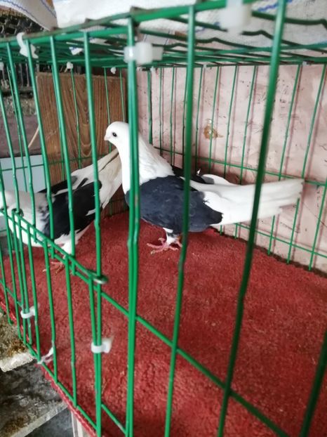  - Jucători capaciti