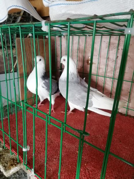  - Jucători capaciti