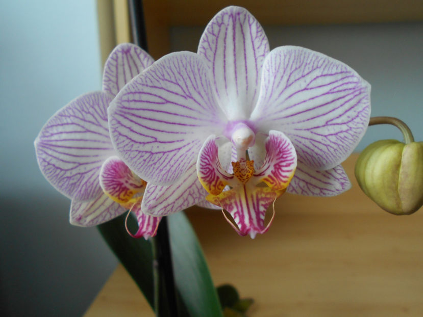  - orhidee 08 Dej 14 feb 2017