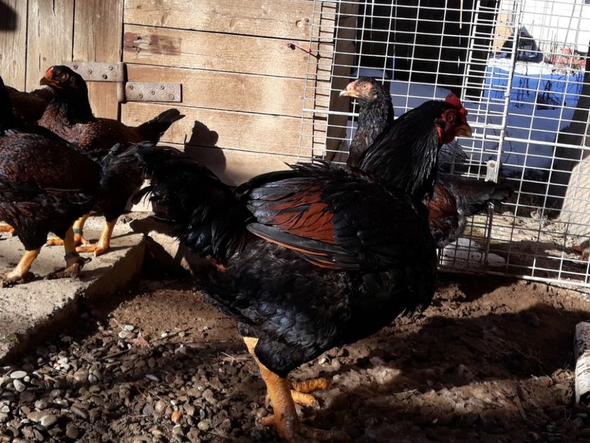  - Combatant indian mare