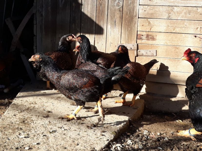  - Combatant indian mare