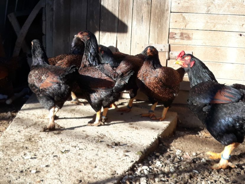  - Combatant indian mare