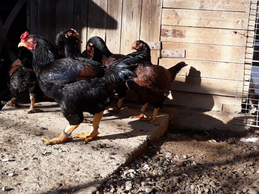  - Combatant indian mare