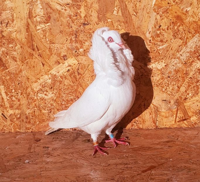 F-2016 - M-Porumbei Capucini