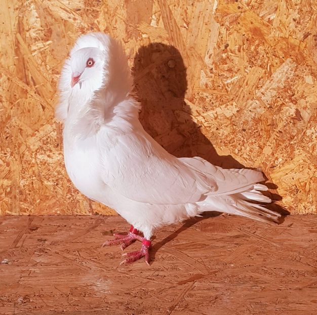 M-2017 - M-Porumbei Capucini