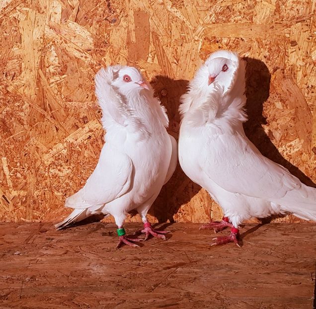 Pereche 4 - M-Porumbei Capucini