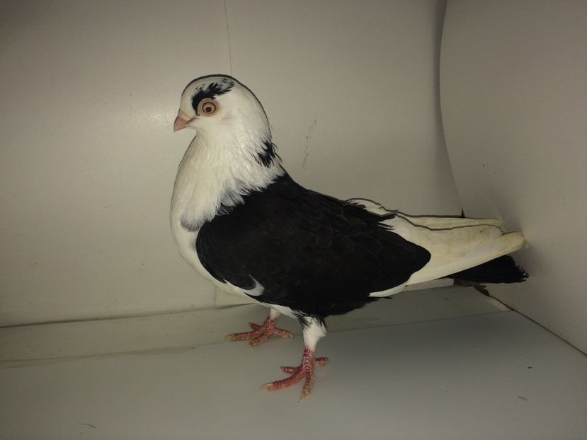 femelă  2016 - Plecați ALBUM 2