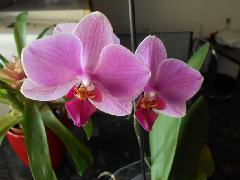 orhidee 07 Carrefour Dej - 04___FLORI 2018