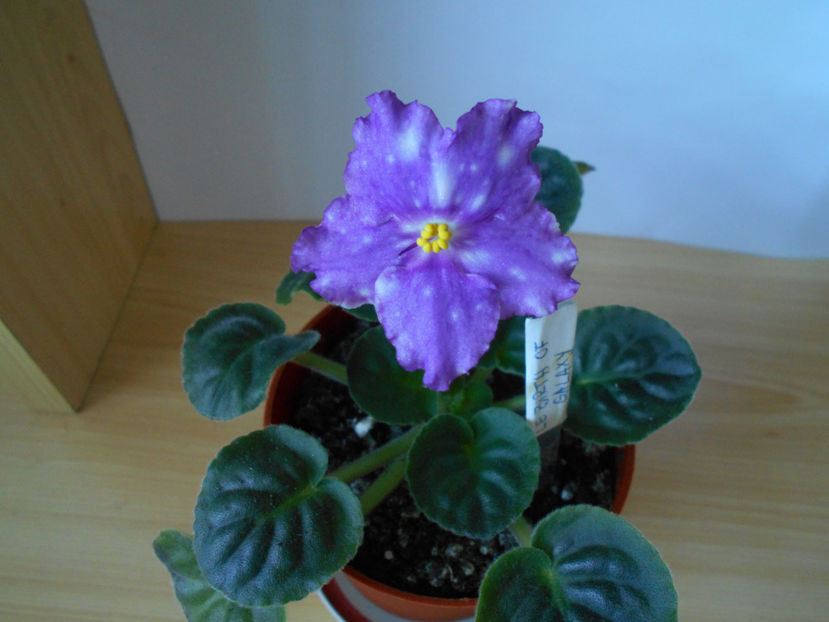 LE Birth of Galaxy - 04___FLORI 2018