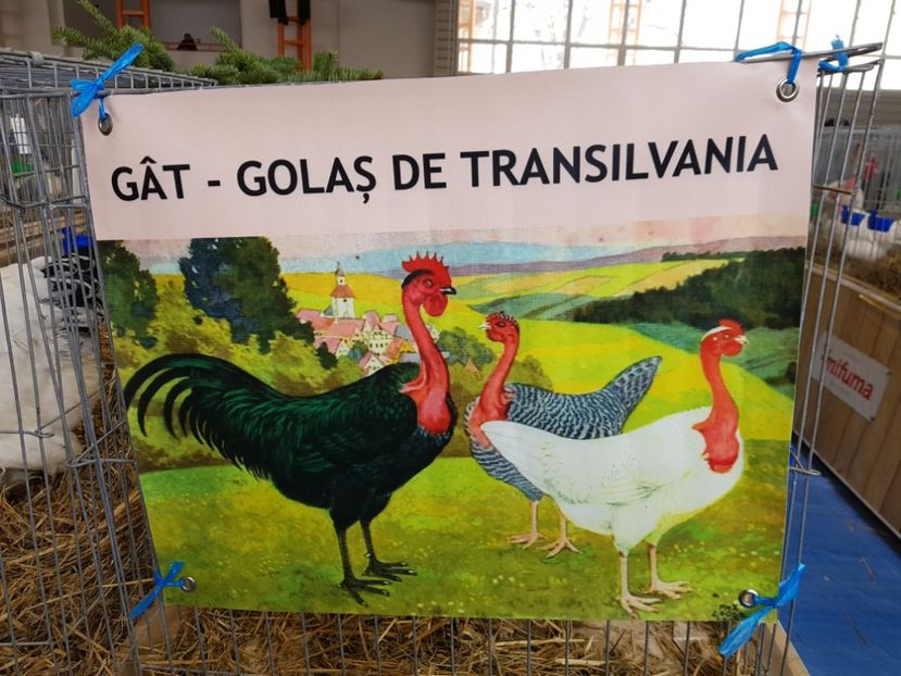  - u -EXPO TARA FAGARASULUI-EXPOZITIA NATIONALA CLUB BRAHMA-COCHIN FĂGĂRAȘ