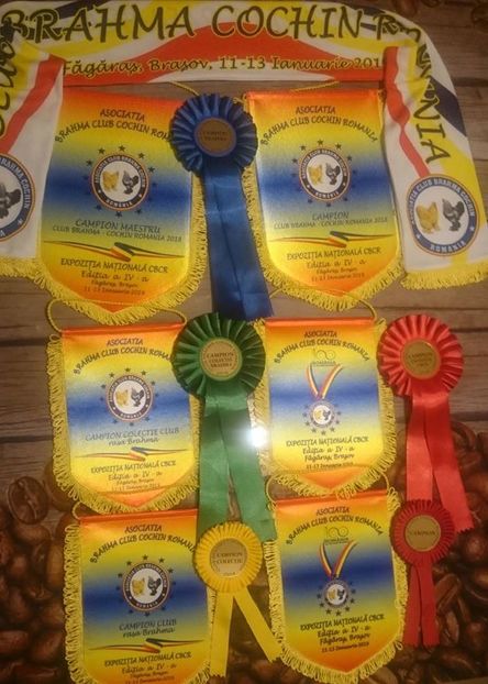 5 (3) - u -EXPO TARA FAGARASULUI-EXPOZITIA NATIONALA CLUB BRAHMA-COCHIN FĂGĂRAȘ