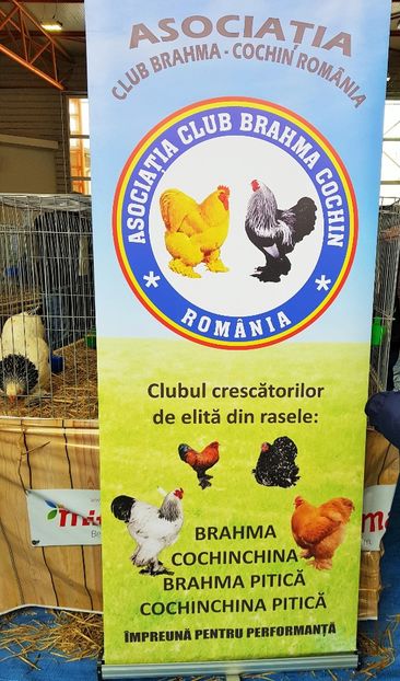 9 (2) - u -EXPO TARA FAGARASULUI-EXPOZITIA NATIONALA CLUB BRAHMA-COCHIN FĂGĂRAȘ
