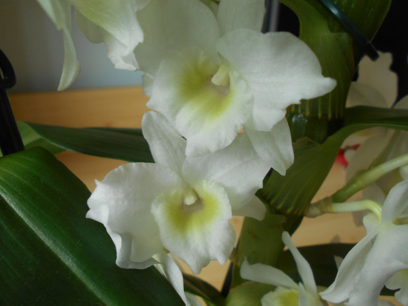 orhidee 12 Dendrobium nobile dec 2018 - 01___ORHIDEE
