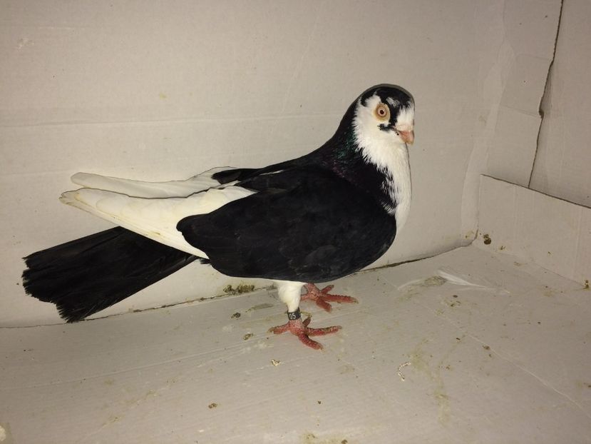 mascul  2008 - Plecați ALBUM 2