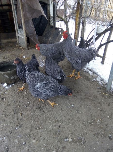  - Playmouth rock barat pt 2019