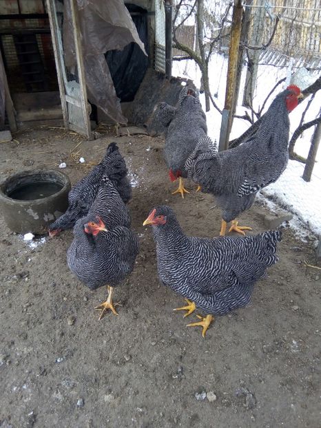  - Playmouth rock barat pt 2019